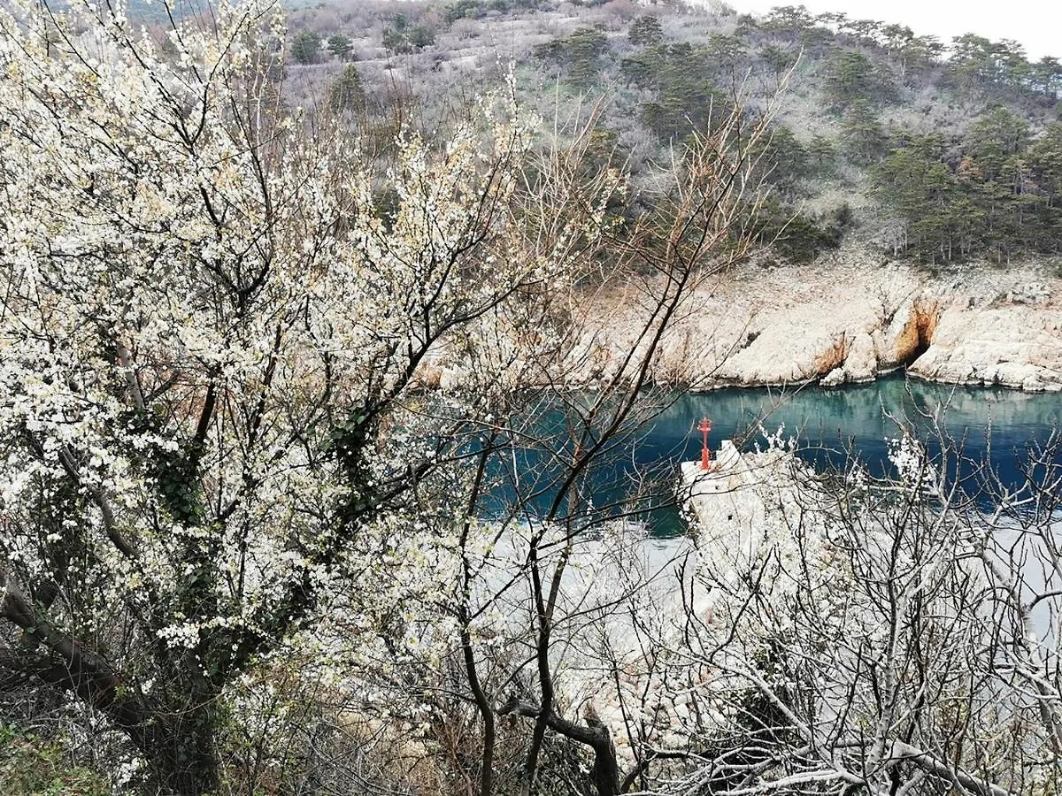 Vila Verbana Apartments Vrbnik